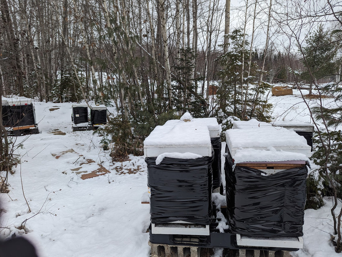 How we winterize our Bee hives in Quebec