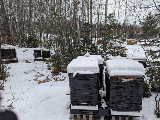 How we winterize our Bee hives in Quebec