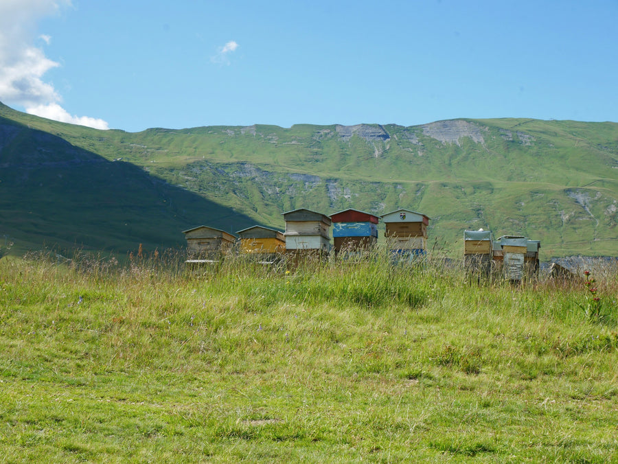 Five beehives in a row in a blooming apple orchard on a spring morning, tall flowering trees on both sides, the sun rising and a forested mountain in the background